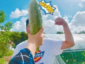 酒吧吃瓜网红叫什么来着,揭秘娱乐圈幕后风云  第3张