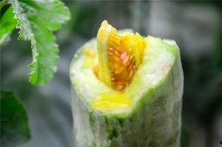 网红拍照吃瓜,吃瓜拍照，潮流新风尚  第2张