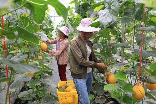 网红拍照吃瓜,吃瓜拍照，潮流新风尚  第3张