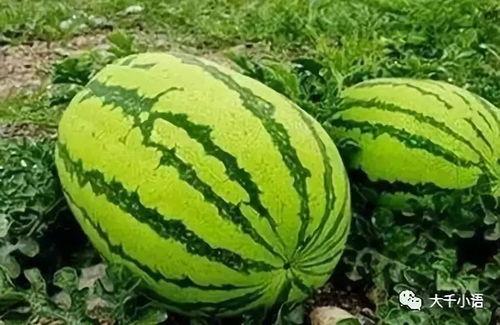 吃瓜网高密  第2张