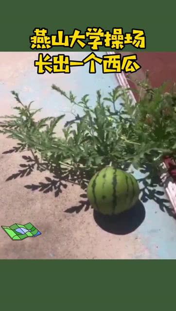 吃瓜网燕山大学