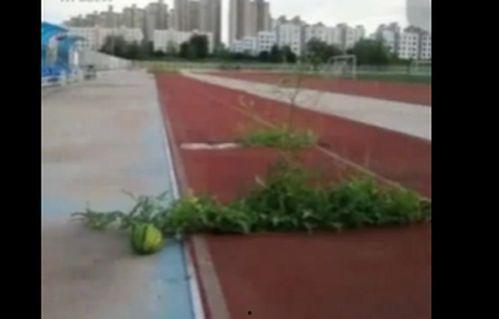 吃瓜网燕山大学  第3张