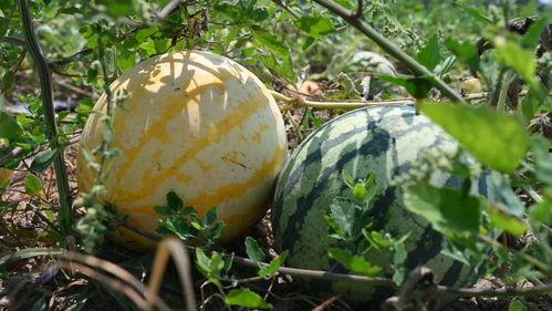 吃瓜网去,吃瓜网带你领略明星幕后故事  第2张