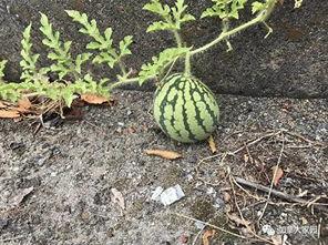 吃千万网红的瓜好一点  第2张