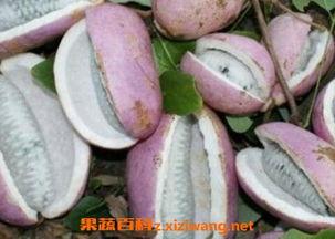 凯里网红吃八月瓜,揭秘神秘水果的口感与魅力  第1张